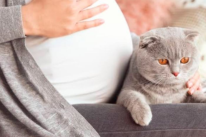 mitos-verdades-embarazo-mujer-embarazada-con-gato-blog-salud-humana